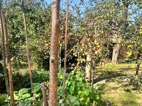 дом по адресу с. Липники, Сонячна, 2