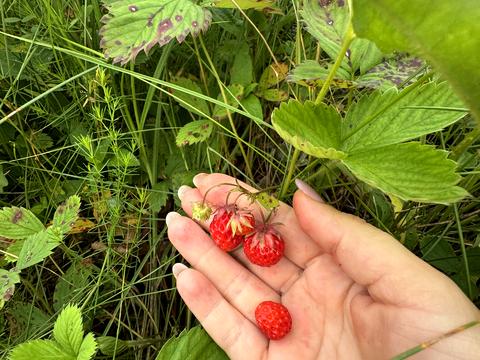 участок по адресу Луговий