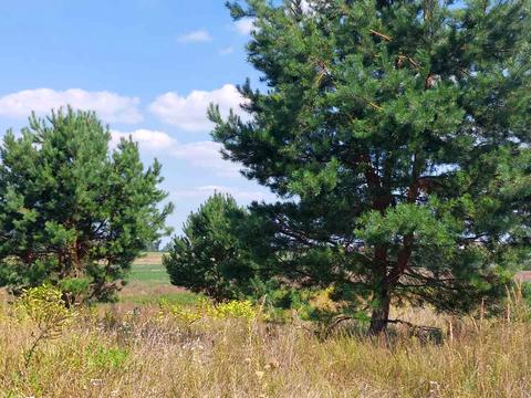 участок по адресу Журавлина