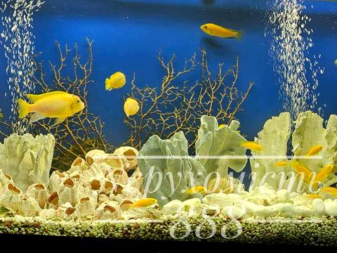 квартира за адресою Микільсько-Слобідська вул., 2-В