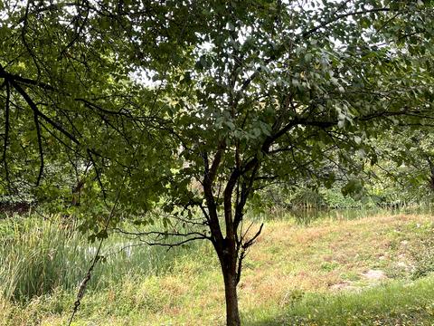 комерційна за адресою Баранинці, 1