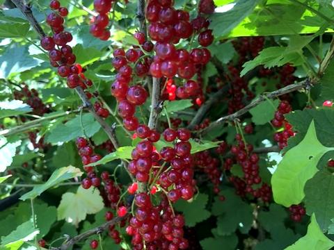 будинок за адресою смт. Овідіополь, Євгена Колісниченка вул.