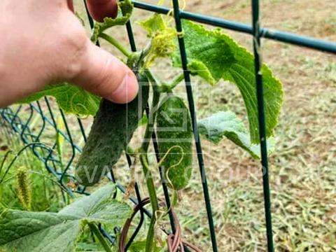 дом по адресу Независимости ул., 4