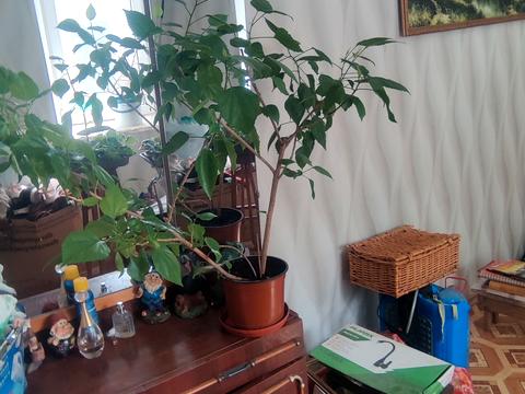 дом по адресу Ольшанского, 43