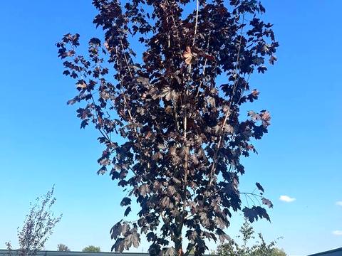 будинок за адресою Миру