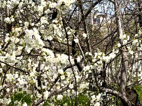ділянка за адресою Дениса Максишка вул. (Марії Демченко)