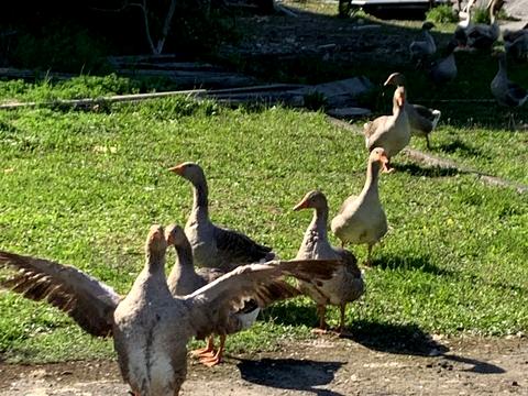 коммерческая по адресу незалежності, 333
