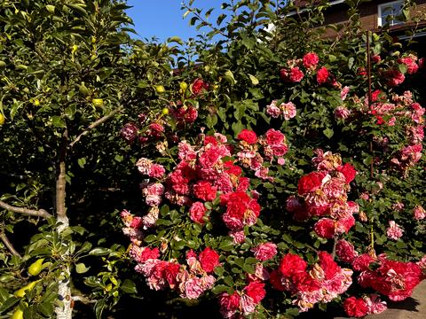 будинок за адресою с. Плюти, Абрикосова, 9