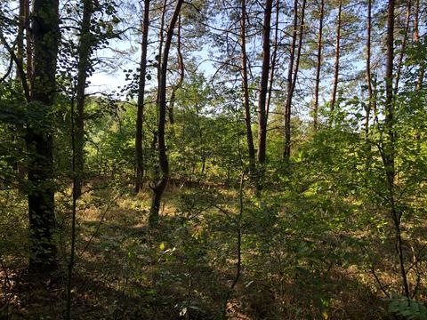 ділянка за адресою с. Орлівщина, провулок Озерний
