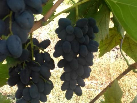 ділянка за адресою Вільне