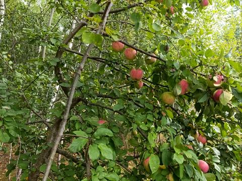 участок по адресу Центральная ул.