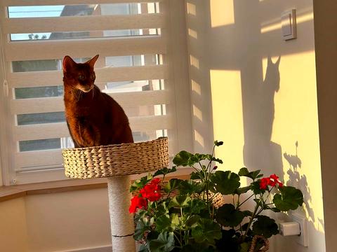 квартира за адресою Максима Залізняка вул., 1в