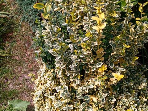 будинок за адресою Центральна вул. (Пролетарська), 79/80