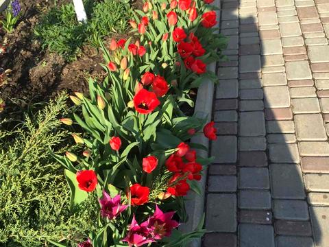 дом по адресу шевченко, 116