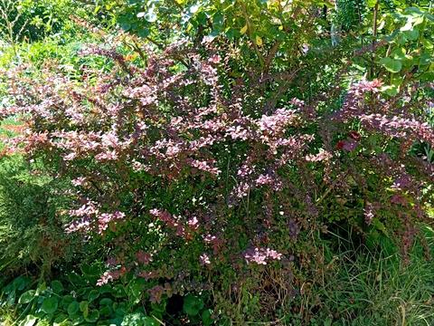 будинок за адресою Центральна вул. (Пролетарська), 79/80