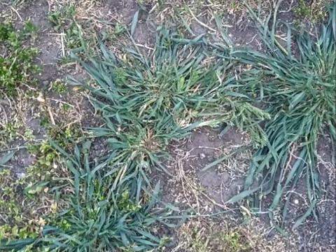 ділянка за адресою 1-й Курортний пров.