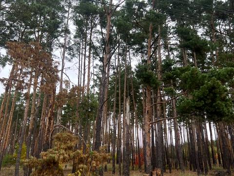 будинок за адресою Ворзельська