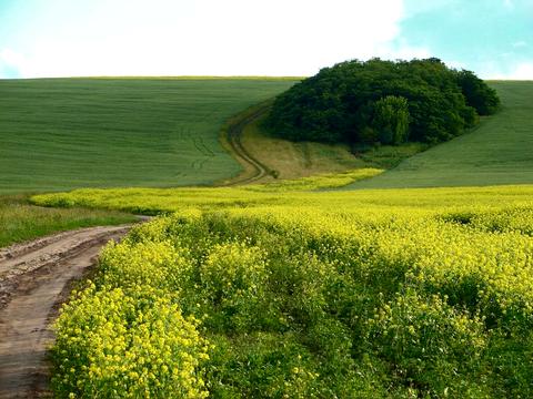 ділянка за адресою с. Щербанівка, Шевчека