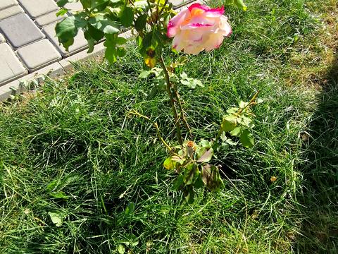 будинок за адресою Новоселів