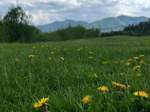 ділянка за адресою с. Тухля, Івана франка