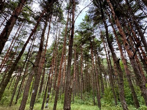 участок по адресу с. Ходосовка, 