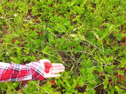 участок по адресу Зелений Хутір, 24