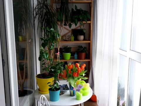 квартира по адресу Митрополита Василия Липковского ул. (Урицкого), 16-Б