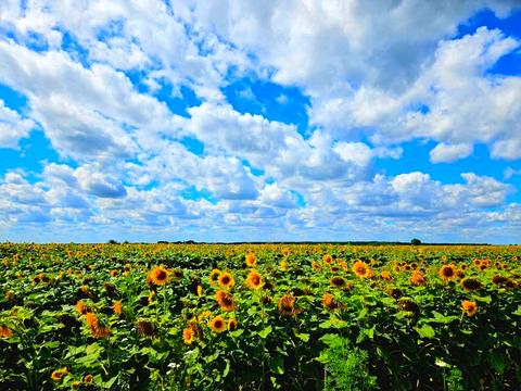 ділянка за адресою Львівська, 5