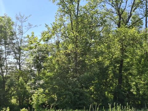 ділянка за адресою с. Нещерів, 