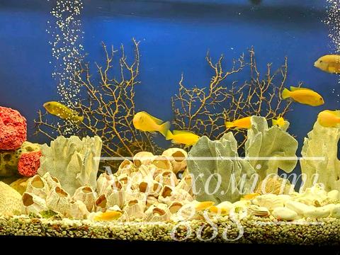 квартира за адресою Микільсько-Слобідська вул., 2-В