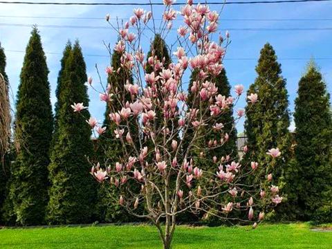 будинок за адресою с. Гнідин, салютна