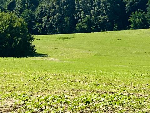 участок по адресу Балістична