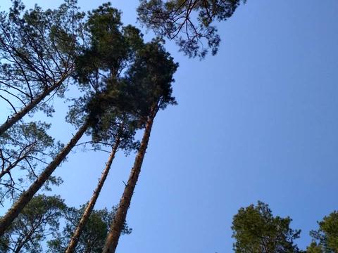участок по адресу с. Триполье, Наддніпрянська, 1