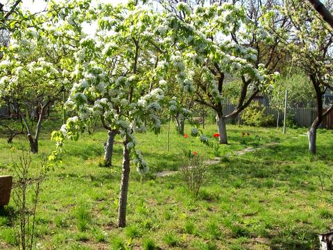 ділянка за адресою Центральна, 123