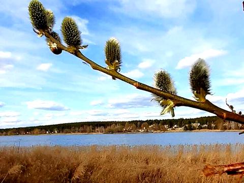 ділянка за адресою Київська