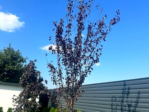 будинок за адресою Миру