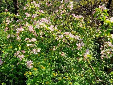 участок по адресу Богатырская ул., 42