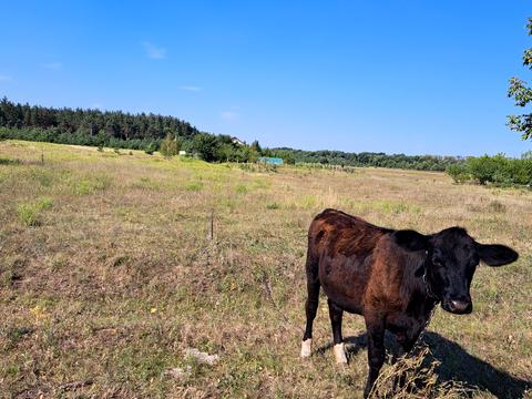 участок по адресу с. Никольское, Степна