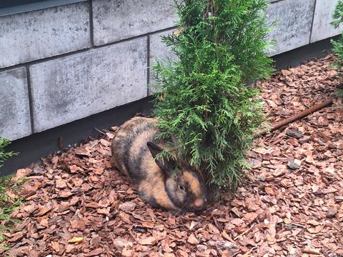 будинок за адресою Лисенка