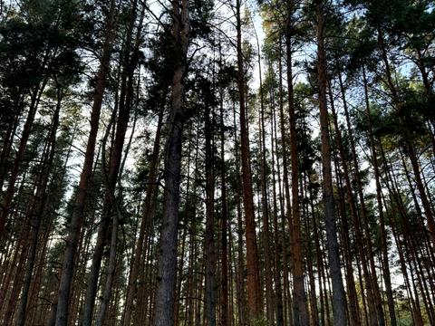 ділянка за адресою Лісова