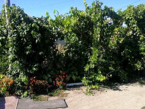 дом по адресу Большая Диёвская ул. (Братьев Трофимовых), 549