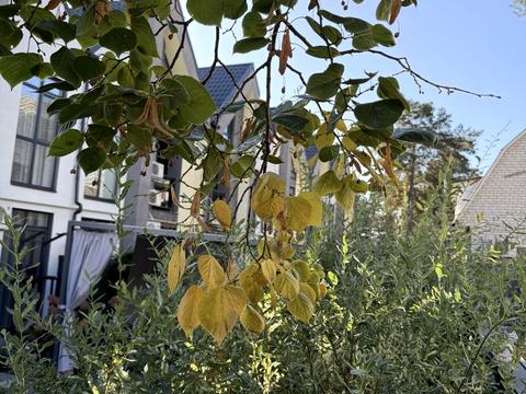 дом по адресу Центральная ул. (Чапаева)