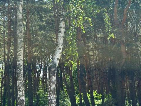 будинок за адресою Чернігів, Механізатор