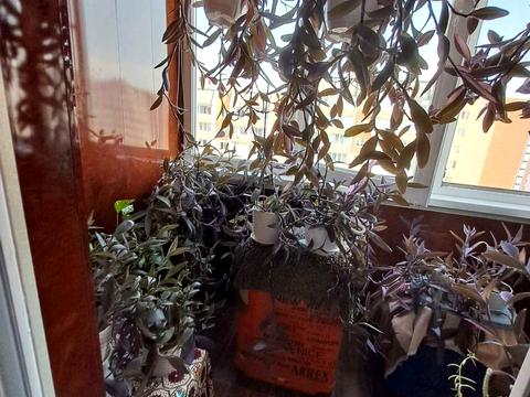 квартира за адресою Південна вул., 11