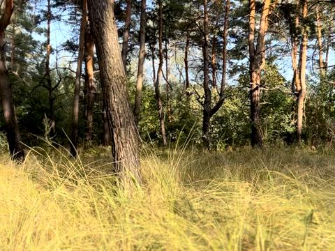 ділянка за адресою Зеленая