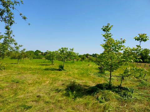 будинок за адресою с. Коржівка, Садова