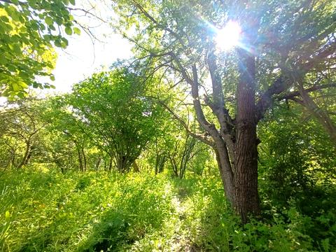 дом по адресу Ходосіївські сади