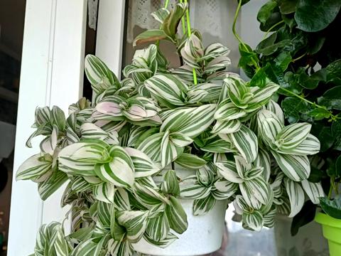 квартира за адресою Перемишльська вул. (Червонопільська), 20/15