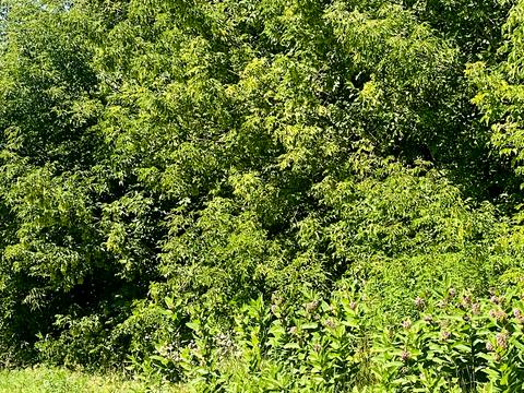 участок по адресу Балістична