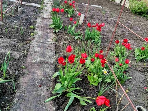 дом по адресу Бобринецкий путь ул.